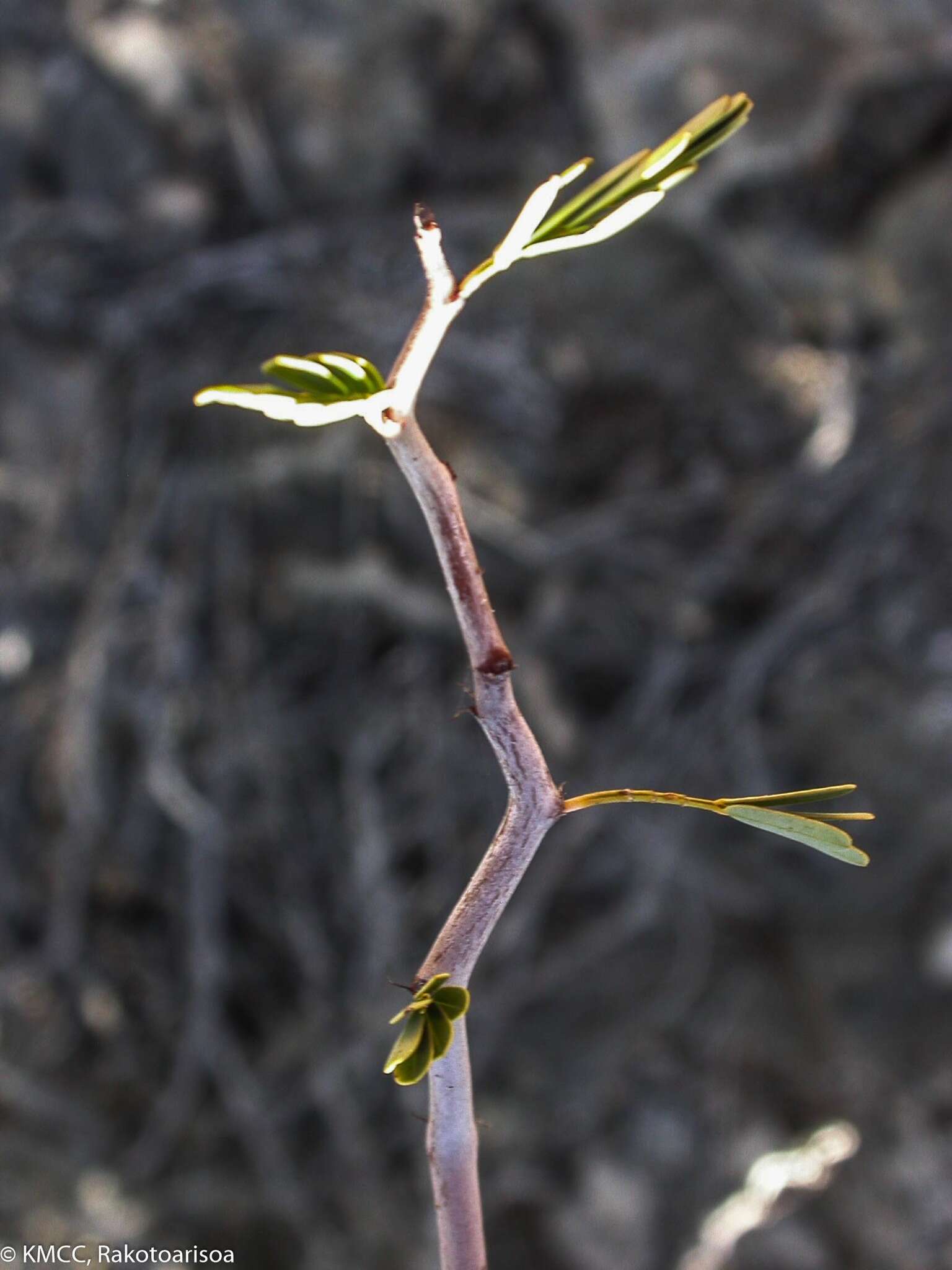 Plancia ëd Senna meridionalis (R. Vig.) Du Puy