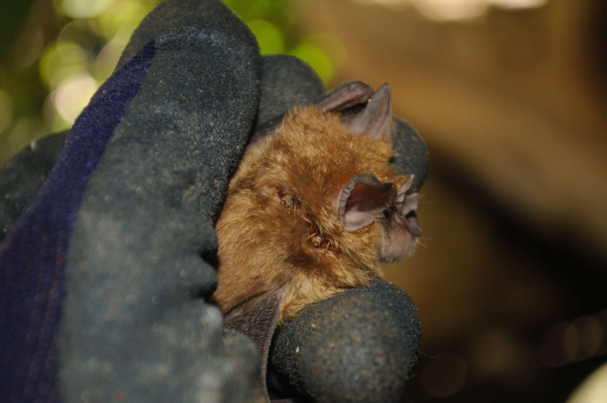 Imagem de Rhinolophus clivosus Cretzschmar 1826