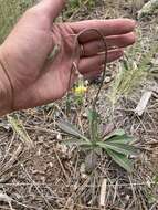 Image of yellow hawkweed