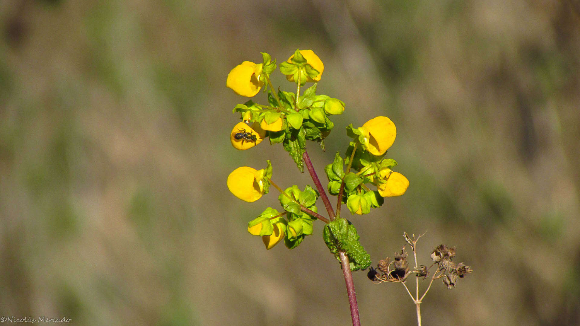 Image of Calceolaria collina Phil.