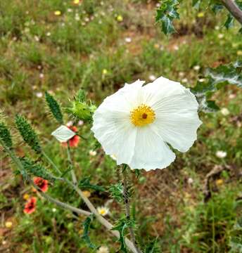 Image of red pricklypoppy