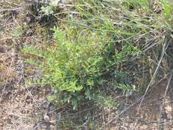 Imagem de Astragalus physodes L.