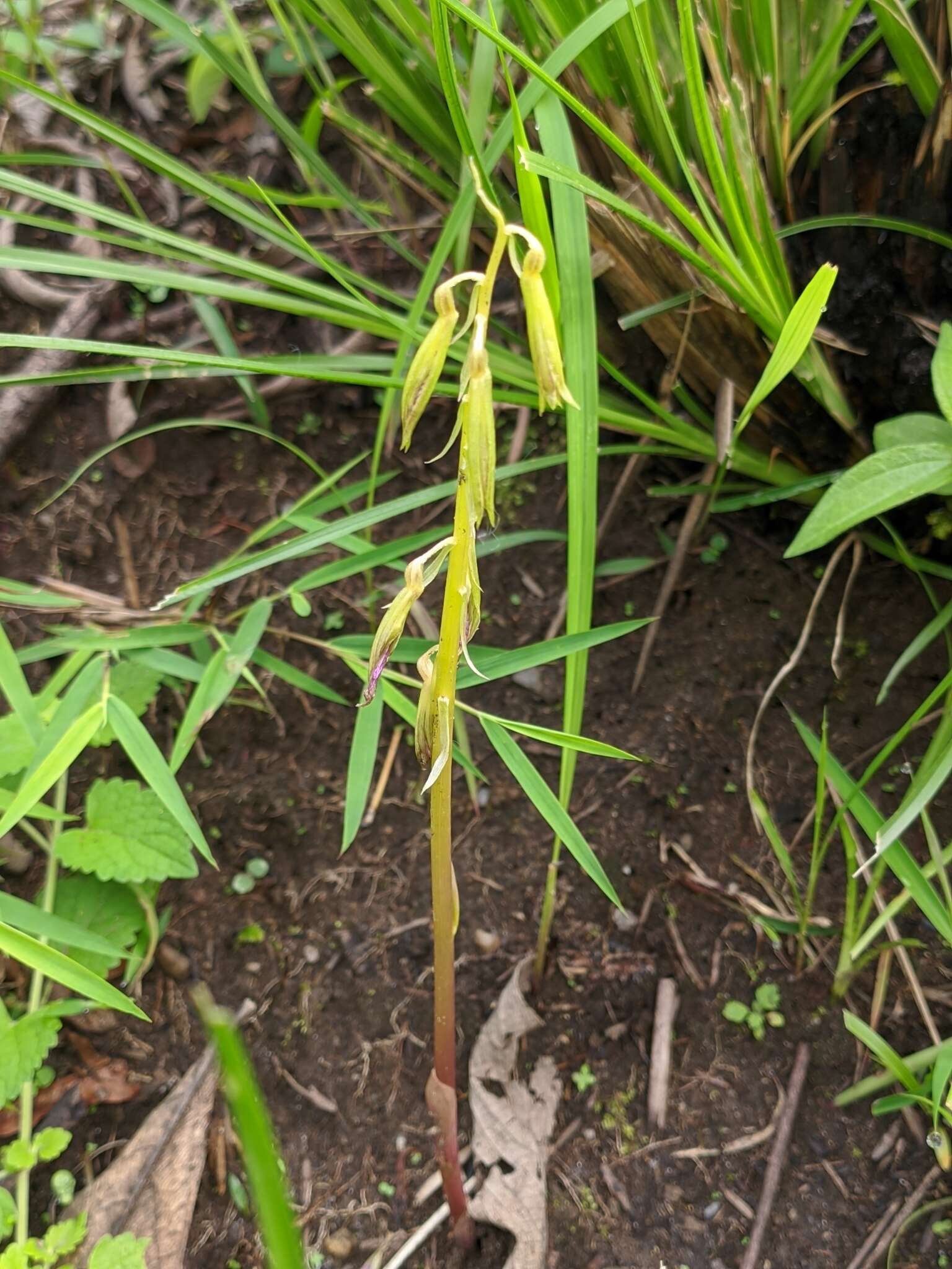 Image of Tall shield orchid