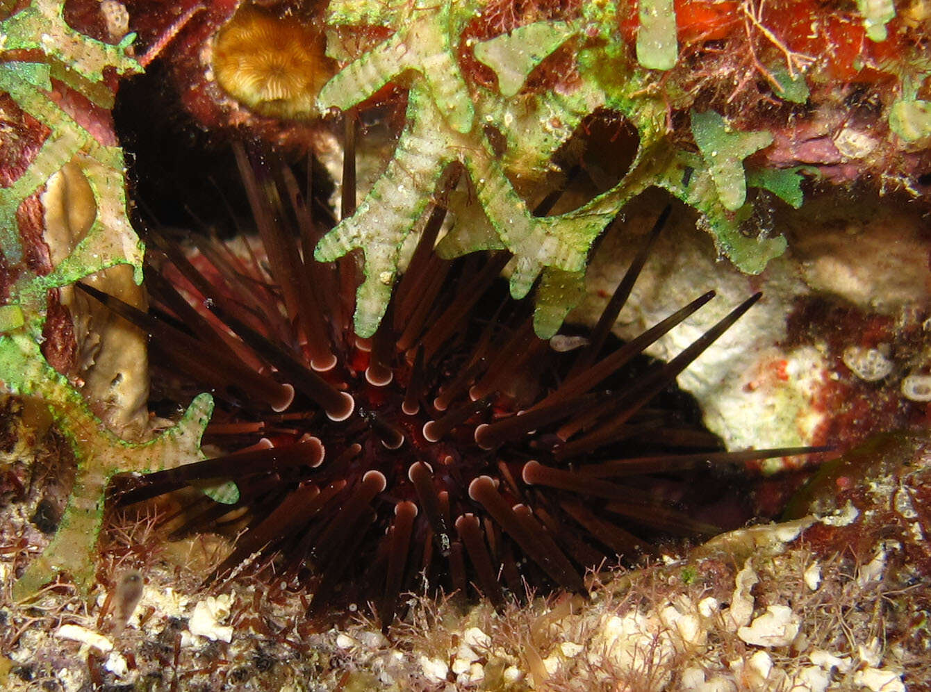 Imagem de Echinometra viridis A. Agassiz 1863