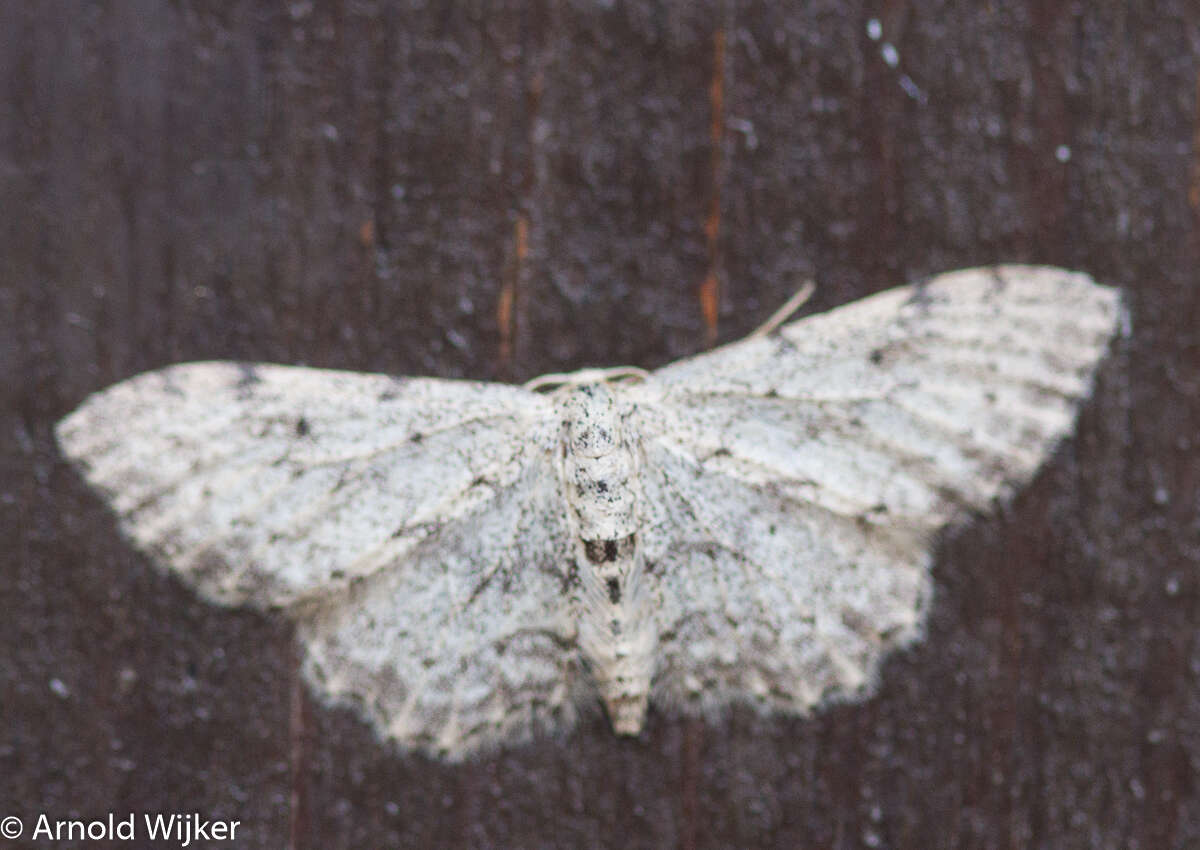 Sivun Idaea incisaria Staudinger 1892 kuva