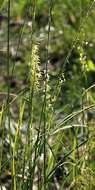 Image of Northern Wild Rice