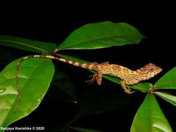 Plancia ëd Calotes liolepis Boulenger 1885