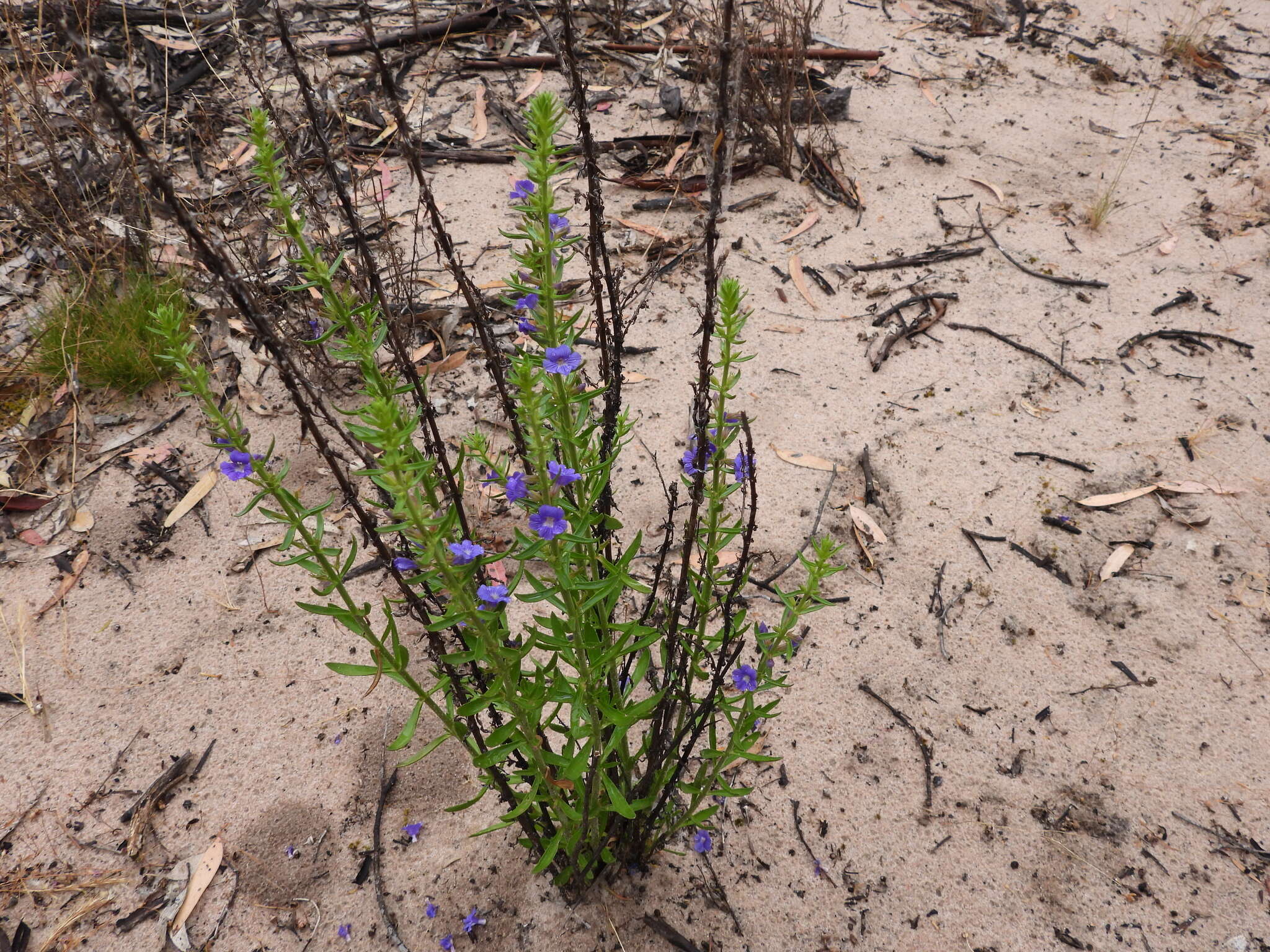 Слика од Stemodia florulenta W. R. Barker