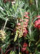 Image of Grevillea preissii subsp. glabrilimba P. M. Olde & N. R. Marriott