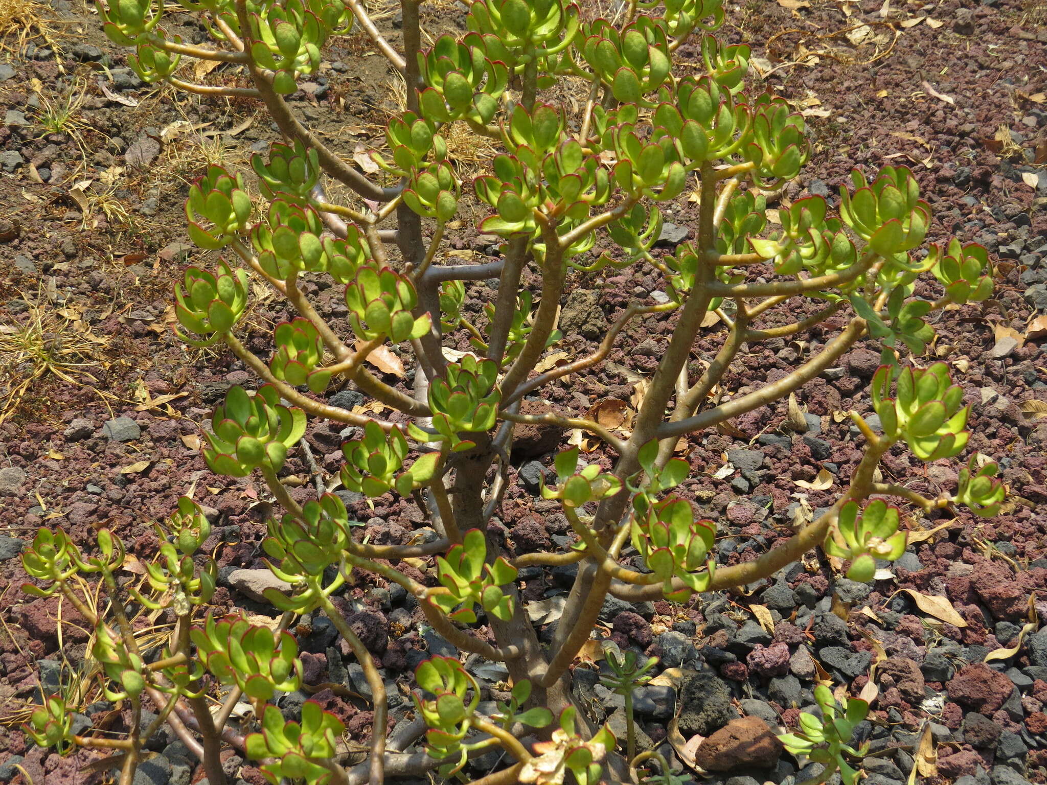 Image of tree stonecrop