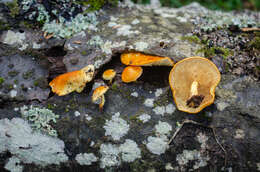 Image of Pholiota tuberculosa (Schaeff.) P. Kumm. 1871