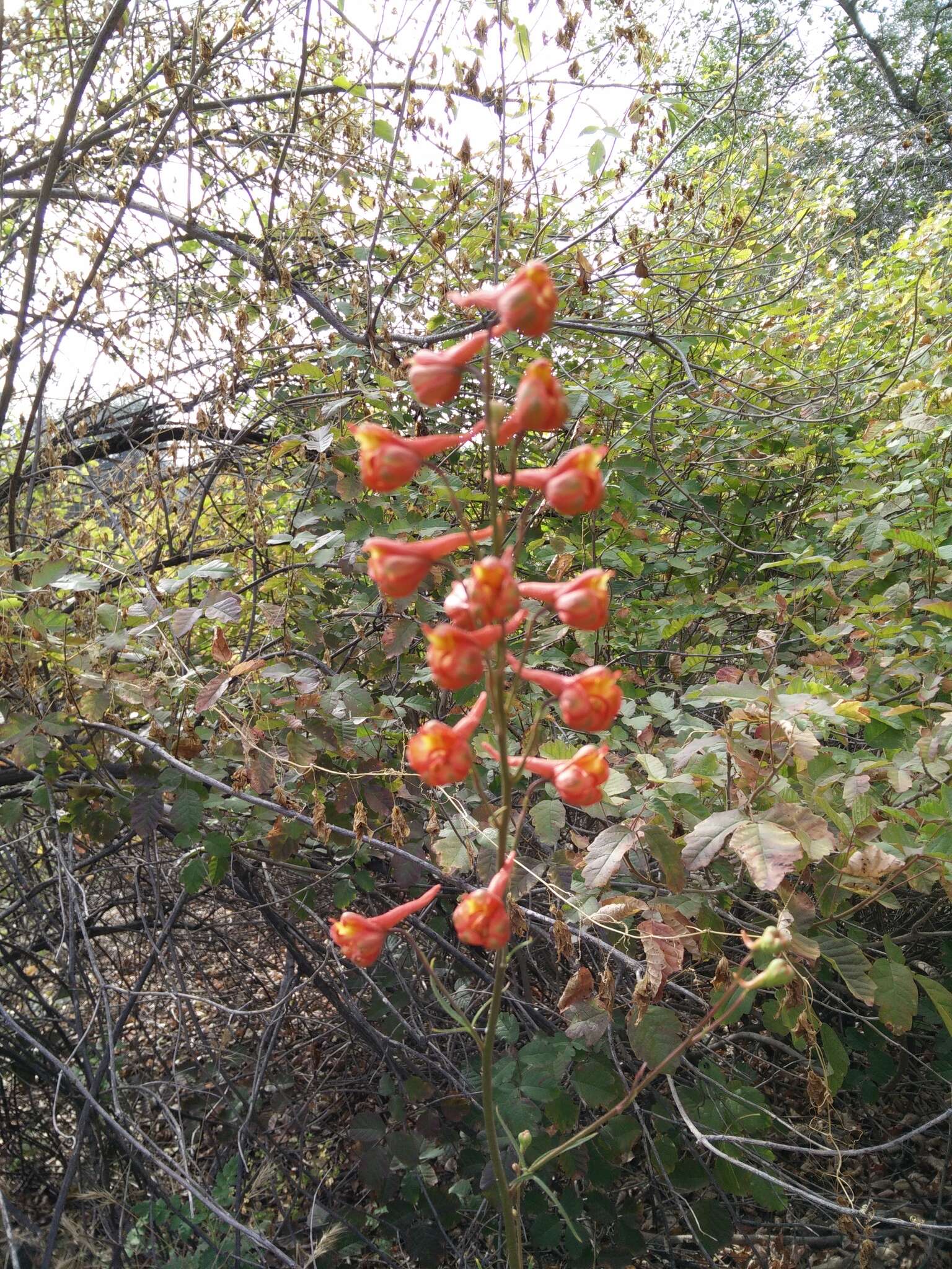 Image of scarlet larkspur