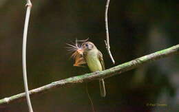 Image of Sepia-capped Flycatcher