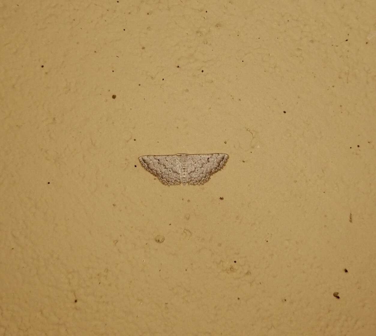 Image of Scopula adeptaria Walker 1861