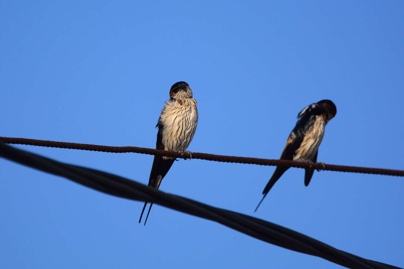 Image of Striated Swallow