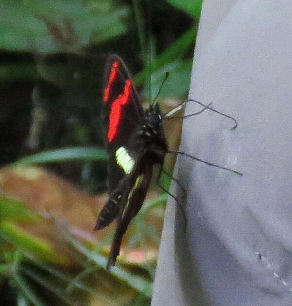 Image de Heliconius telesiphe Doubleday (1847)