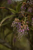 Image of Diplocentrum recurvum Lindl.