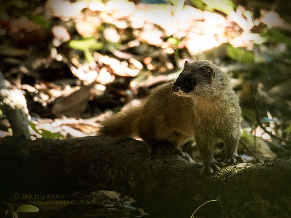 Image of Japanese Weasel