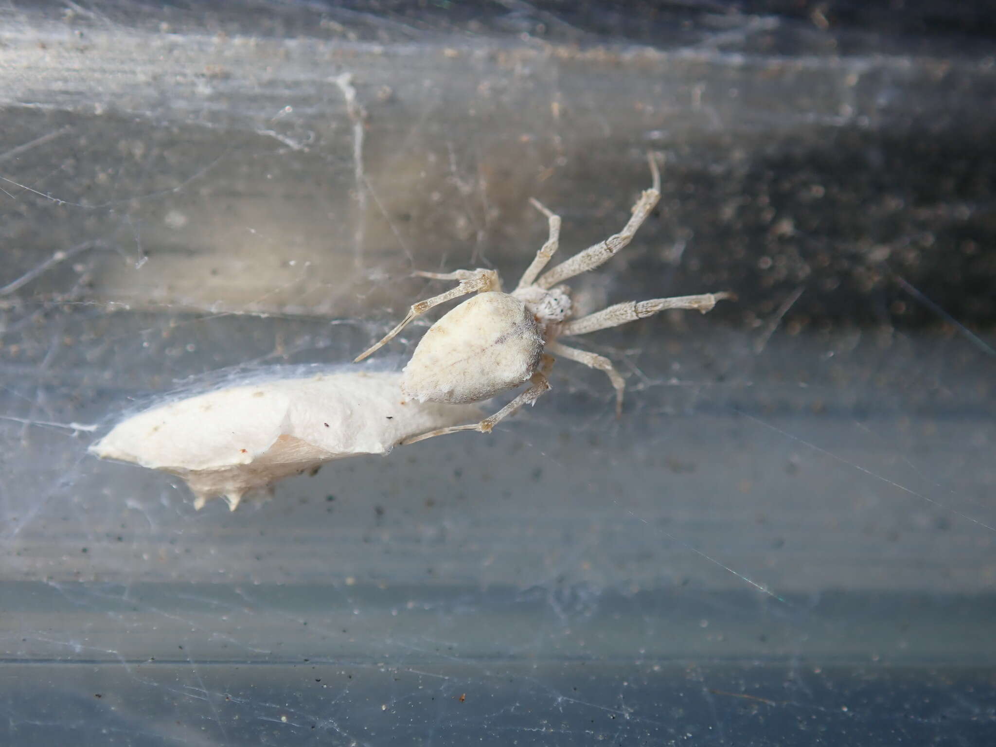 Image of Uloborus guangxiensis Zhu, Sha & Chen 1989