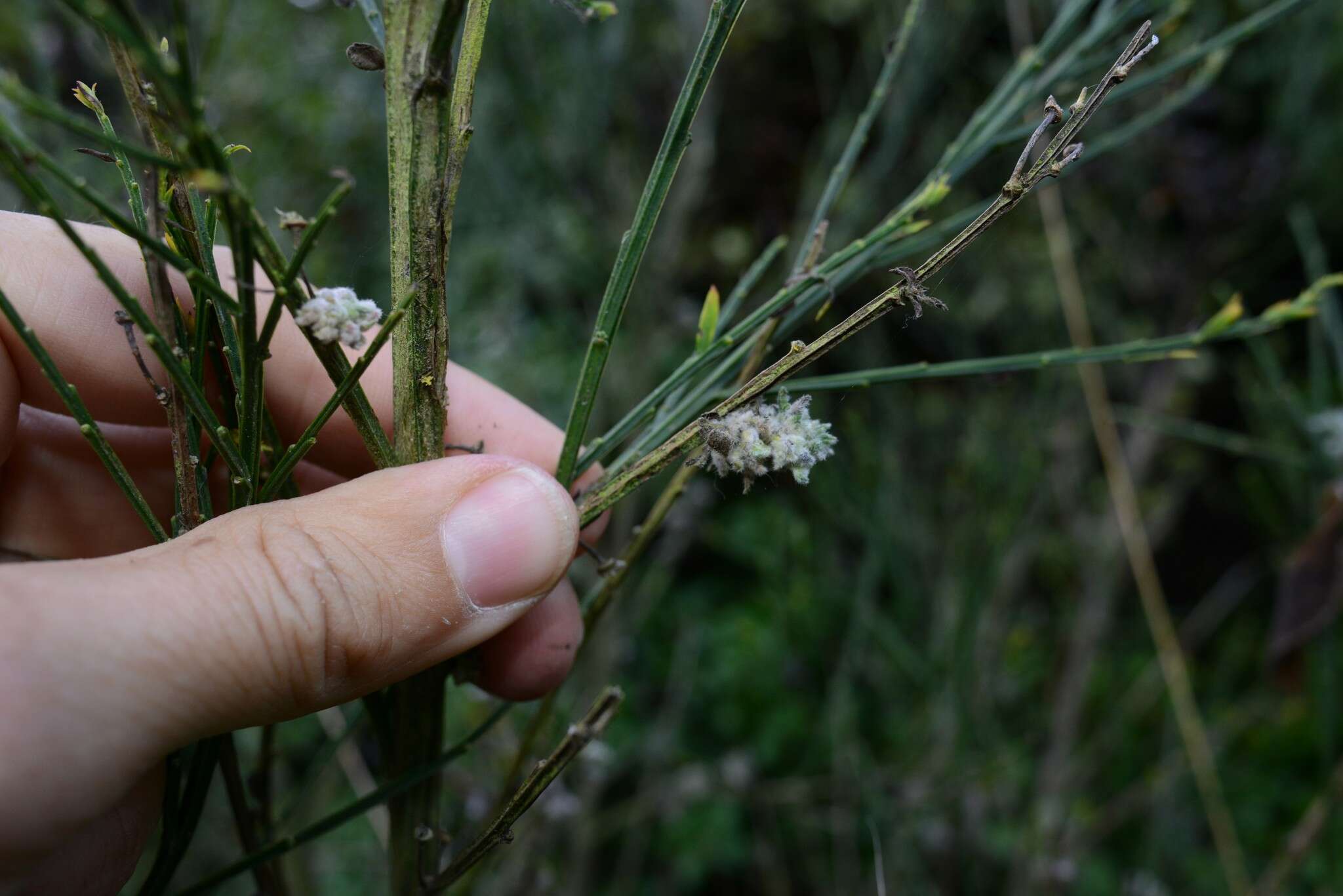 Image of Gall mite