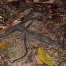 Image of Calliophis bivirgatus tetrataenius (Bleeker 1859)