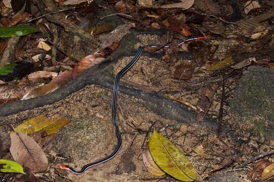 Imagem de Calliophis bivirgatus tetrataenius (Bleeker 1859)