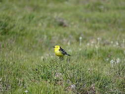 Image of Hodgson's Yellowheaded Wagtail