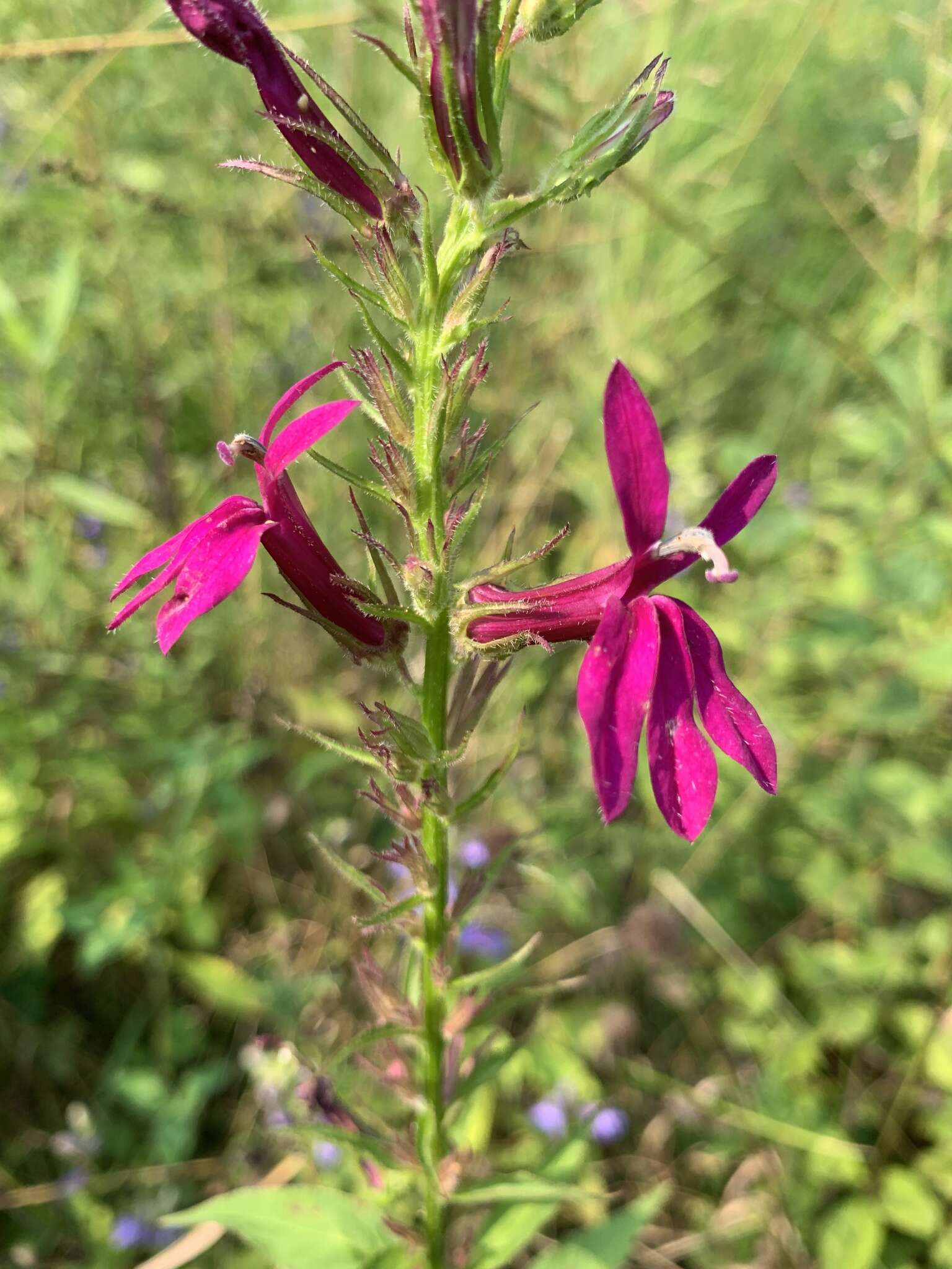 صورة Lobelia speciosa Sweet