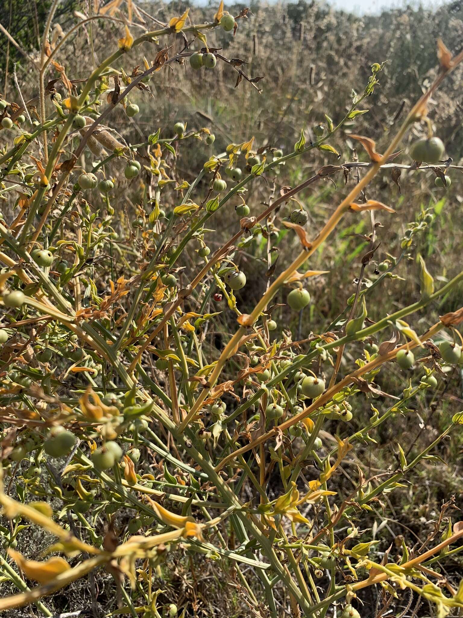 Image of Asparagus undulatus (L. fil.) Thunb.