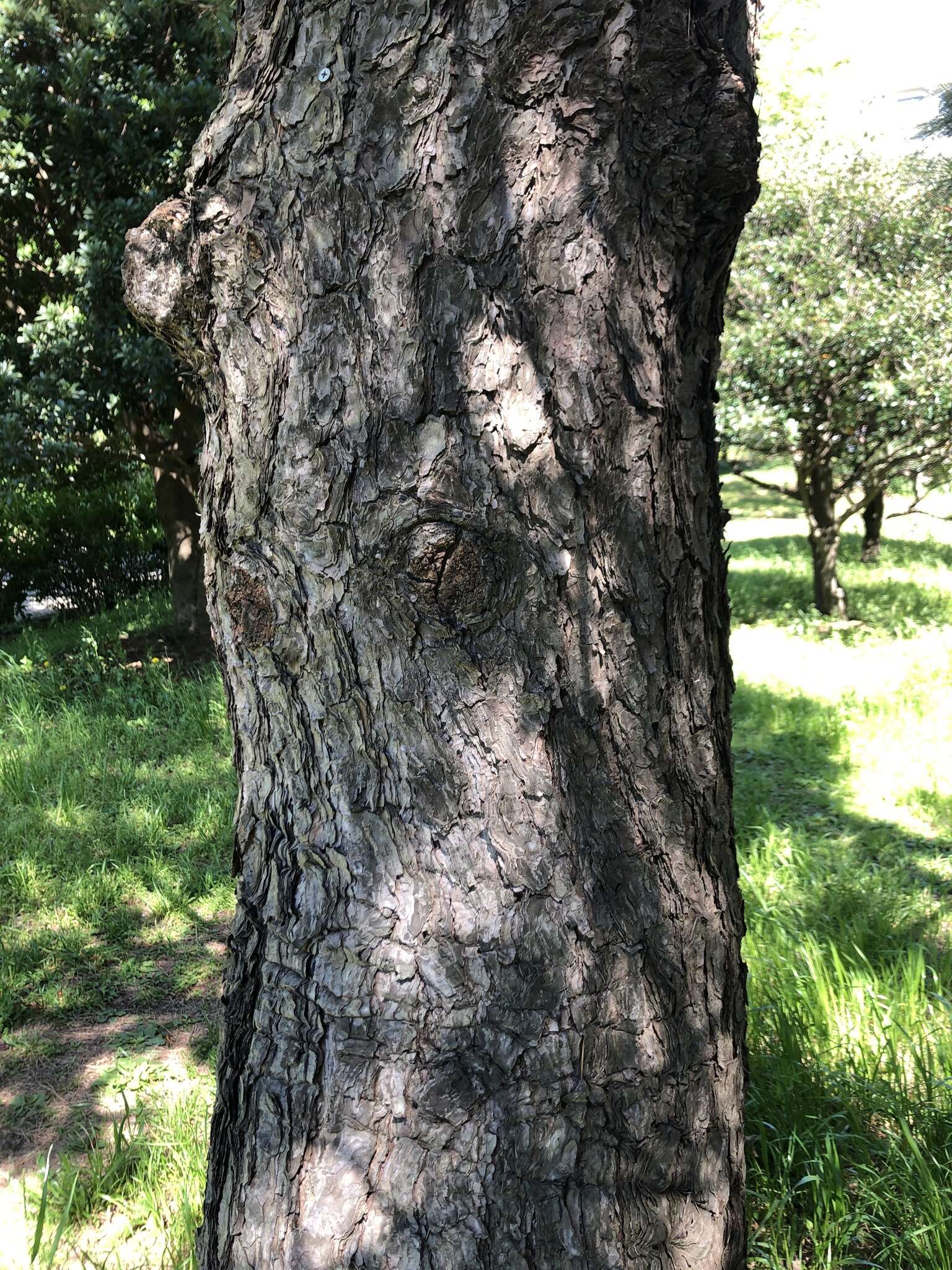 Image of Japanese Black Pine