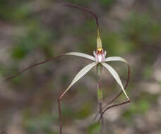 Image of Chameleon orchid