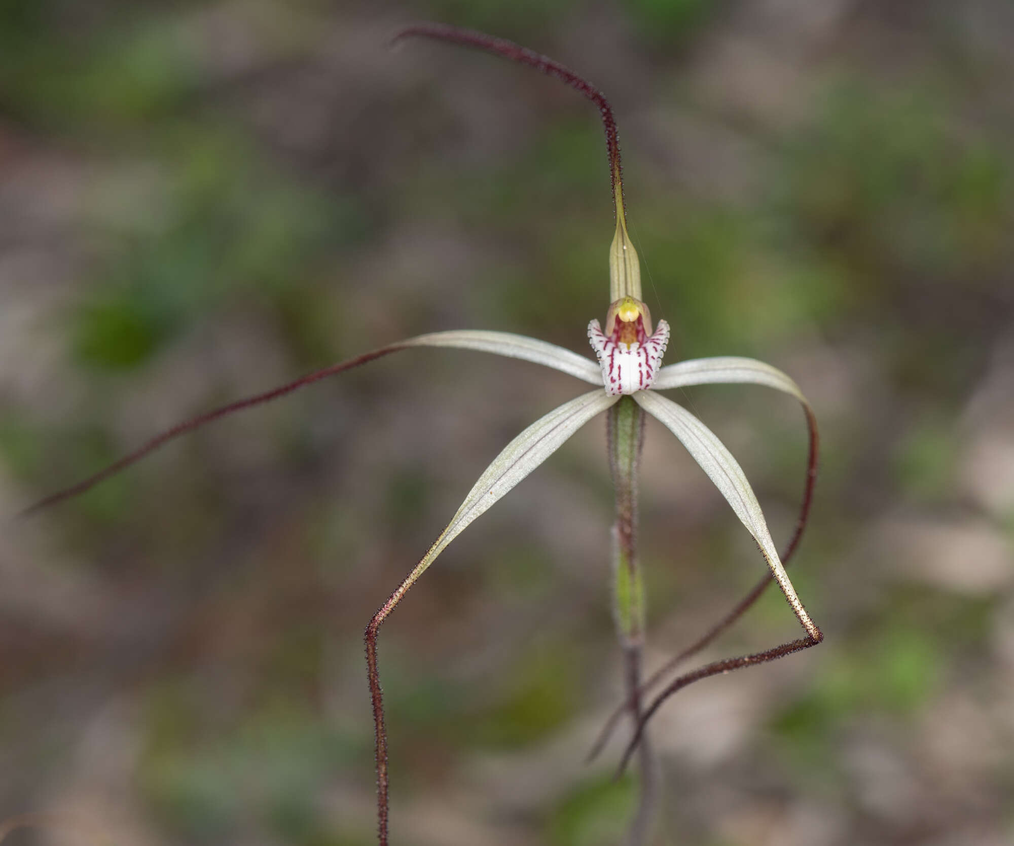 Image of Chameleon orchid