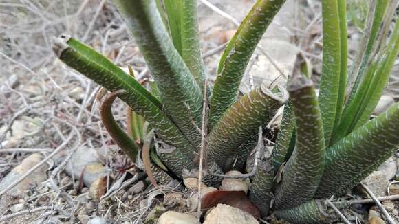 Plancia ëd Haworthiopsis longiana (Poelln.) G. D. Rowley