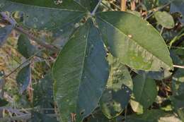 Image of Crotalaria pallida var. pallida