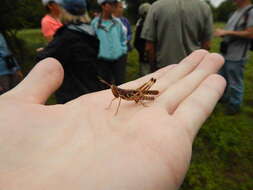 Image of Admirable Grasshopper