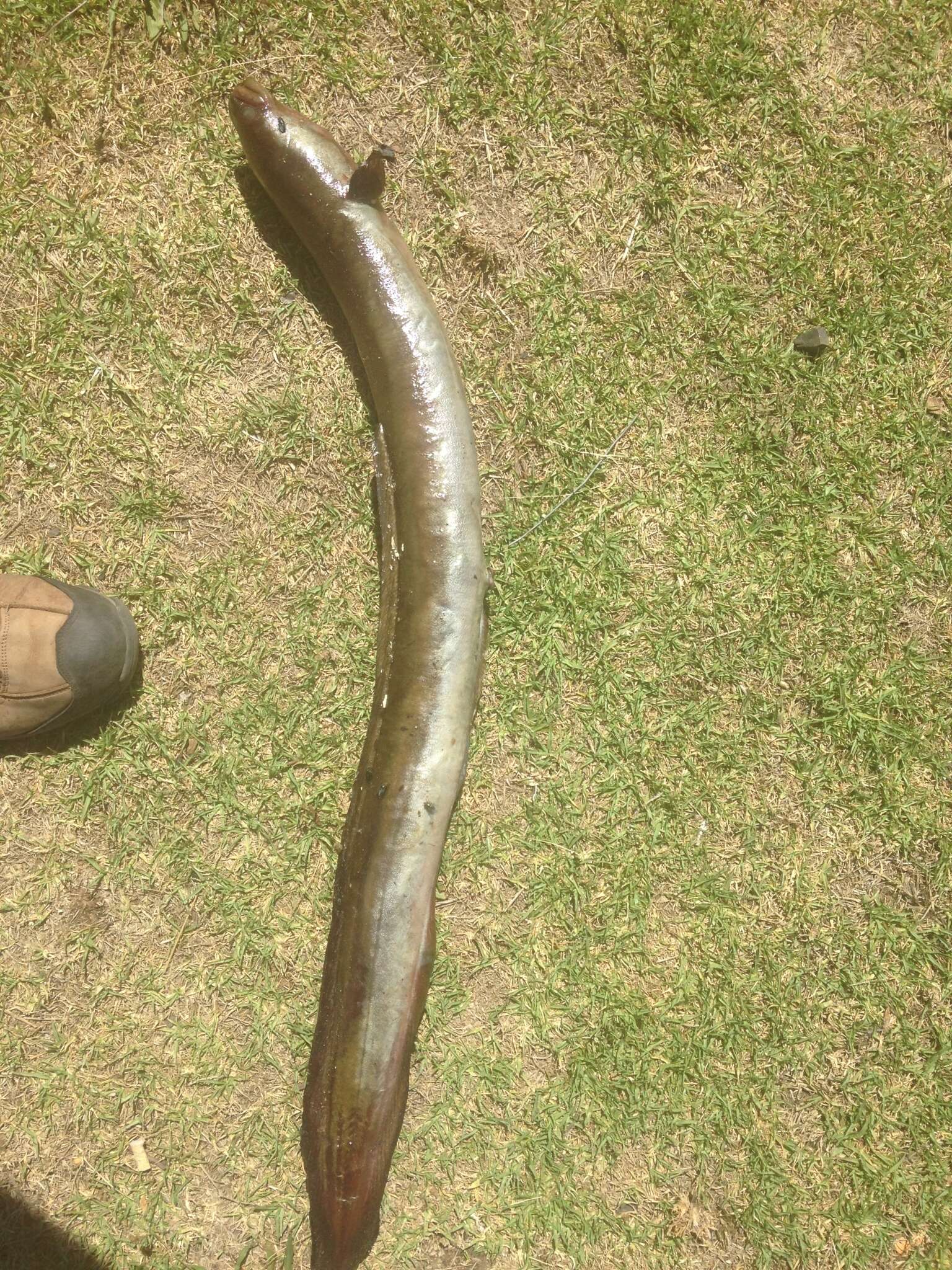 Image of African longfin eel