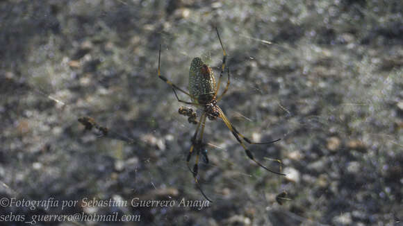 Imagem de Trichonephila clavipes (Linnaeus 1767)