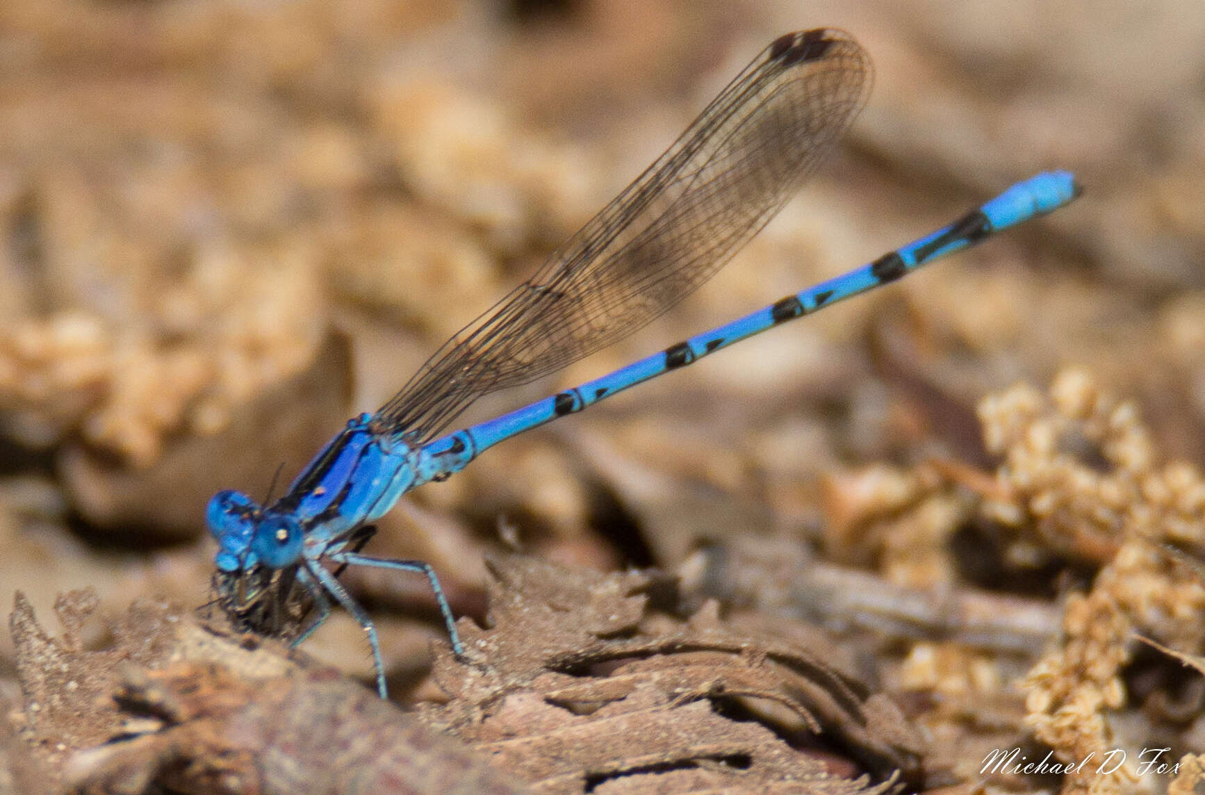 Image of Argia funebris (Hagen 1861)