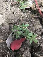 Image of slender phlox