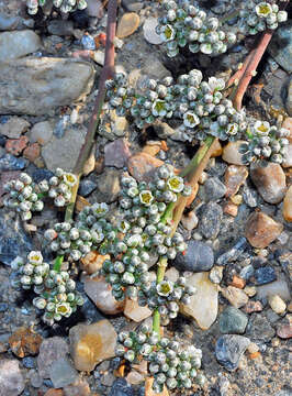 Plancia ëd Corrigiola telephiifolia Pourret