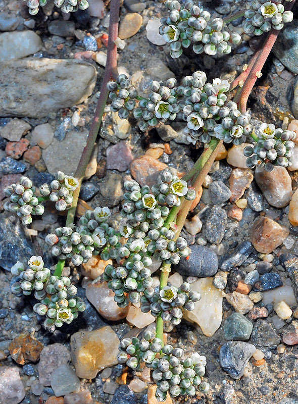 Image of Corrigiola telephiifolia Pourret