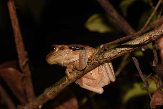 Image of Surinam golden-eyed treefrog