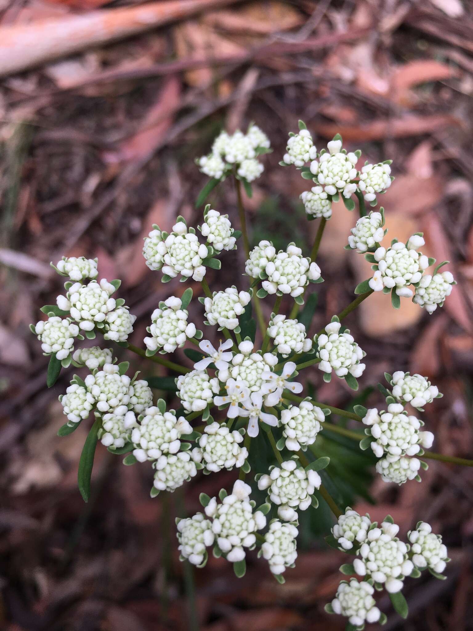 Imagem de Poranthera ericifolia Rudge