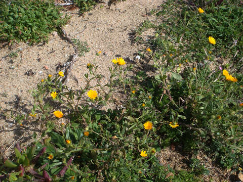 Image of field marigold