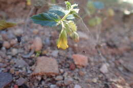 Plancia ëd Hermannia pauciflora S. Wats.