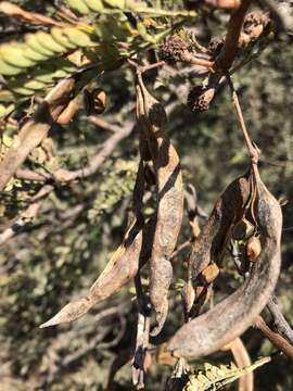 Imagem de Vachellia robusta (Burch.) Kyal. & Boatwr.