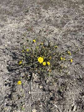 Image of grassland tarweed