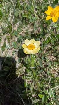 صورة Anemonastrum narcissiflorum subsp. chrysanthum (Ulbr.) Raus