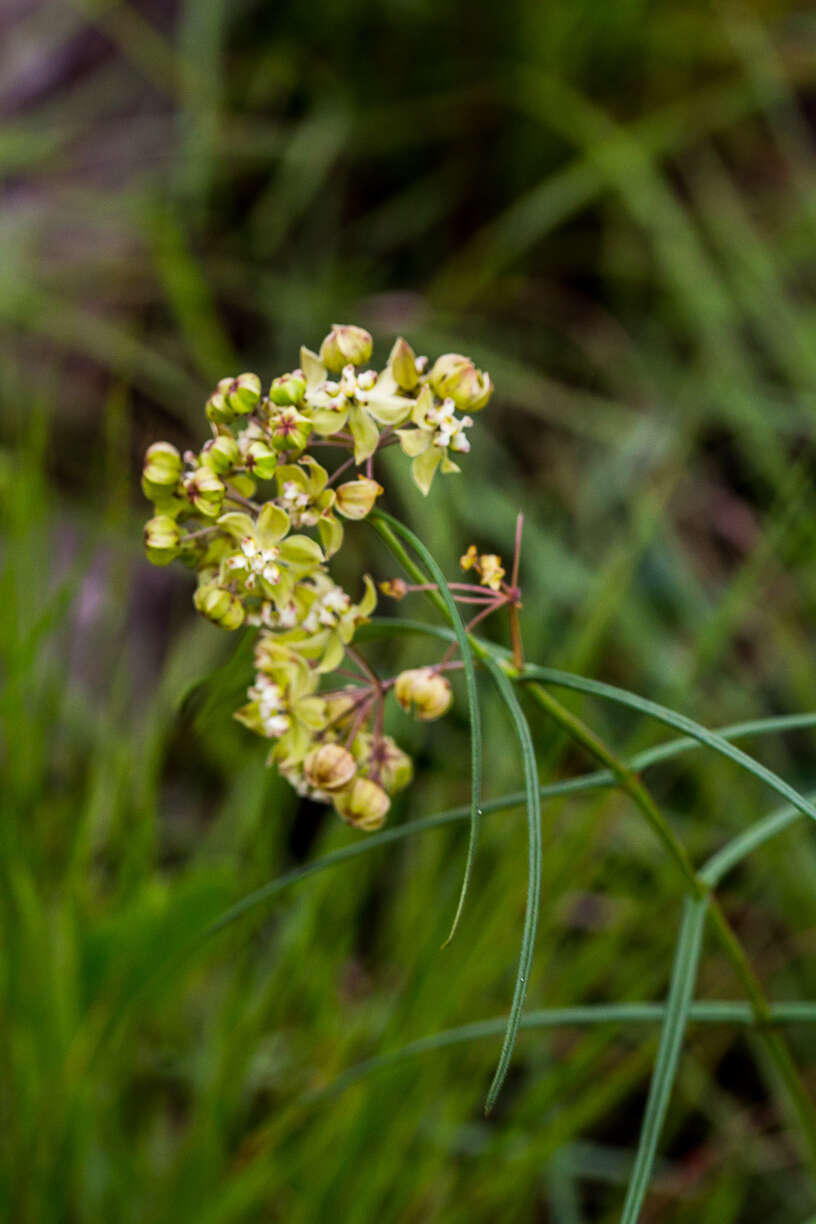 Image of Asclepias praemorsa Schltr.