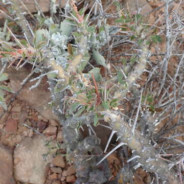 Image of Monsonia crassicaulis (S. E. A. Rehm) F. Albers